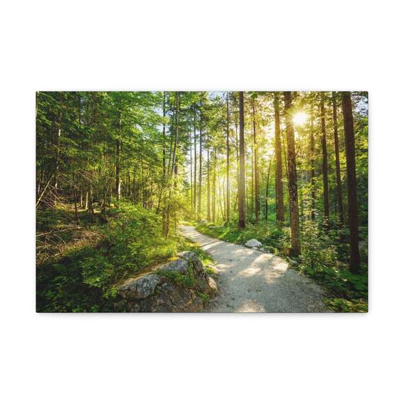 Sunlight Passing Through Green Forest Path Nature Wilderness Photography Canvas